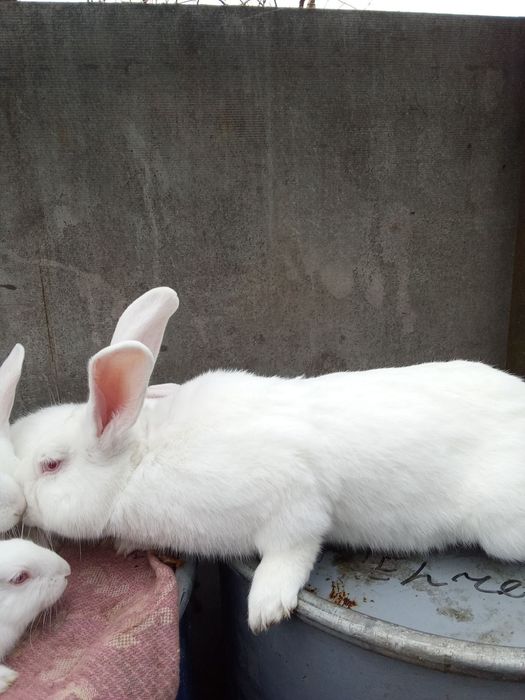 Продам кролі Панон