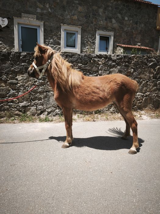 Pônei fêmea mansa