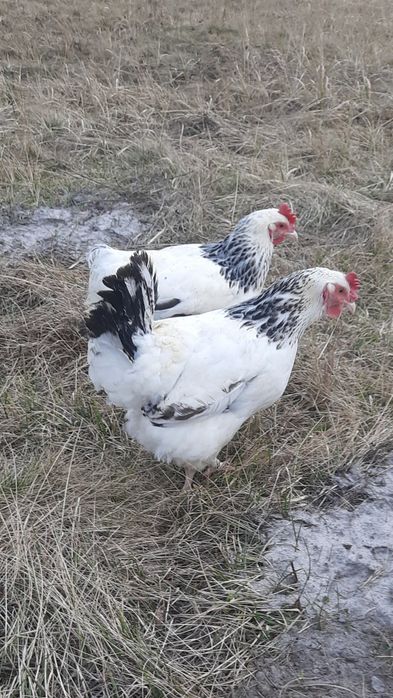 Kury Nioski w różnym wieku I BROJLERY