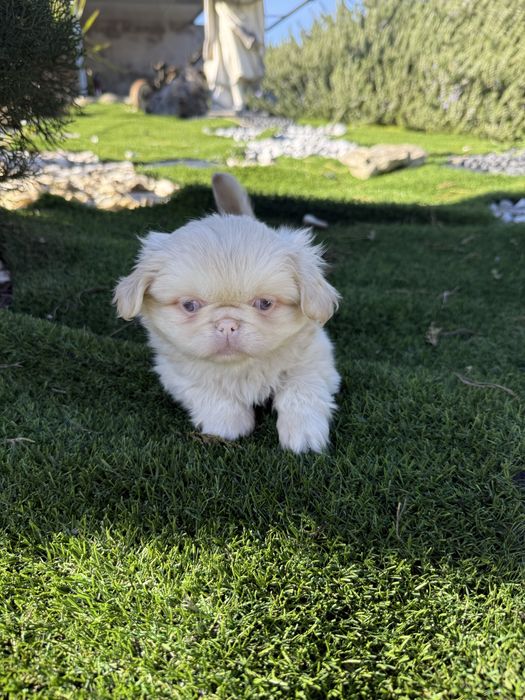 Pequines de olho azul maravilhosa