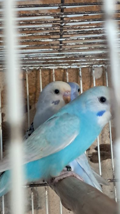 Lote de periquitos