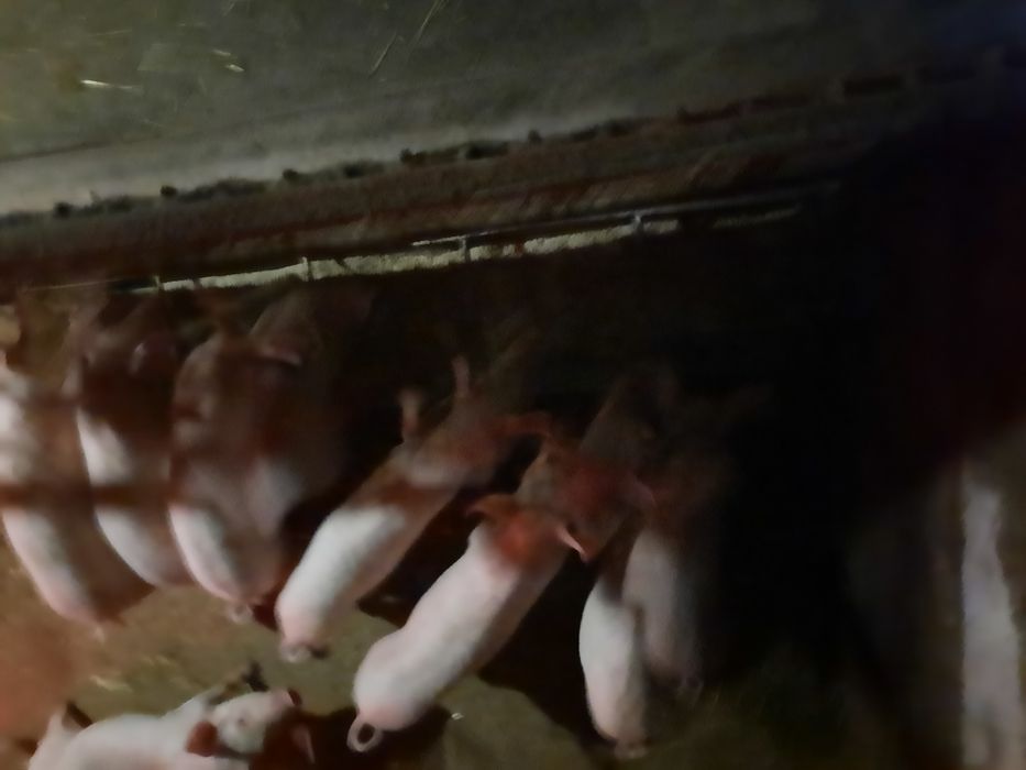 Маленькі свиночки , кабанчики