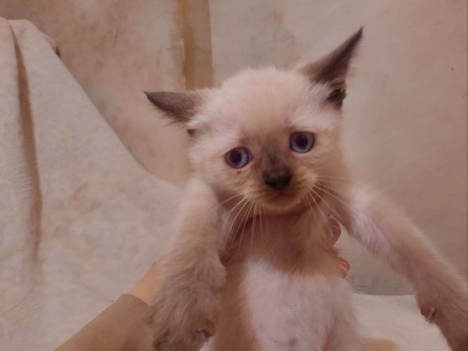 Кошенята в люблячу сім'ю
