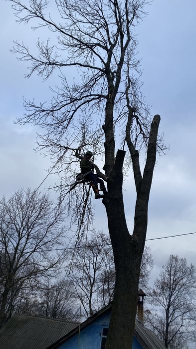 Послуги арбориста (зрізання аварійних дерев) та косіння трави