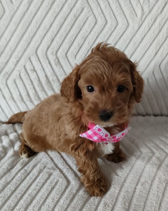 Prześliczna perełka Maltipoo.