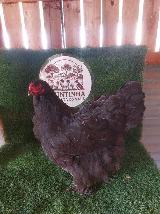 Pintos Leghorn Black