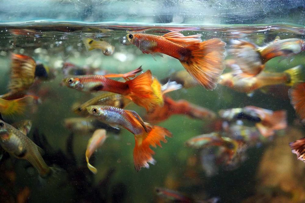 Peixes Guppy / Guppies Adultos /Plantas