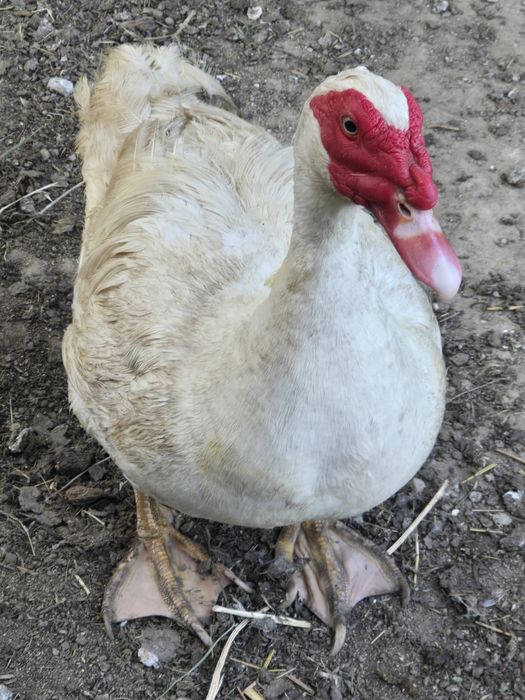 Casal de patos mudos adultos