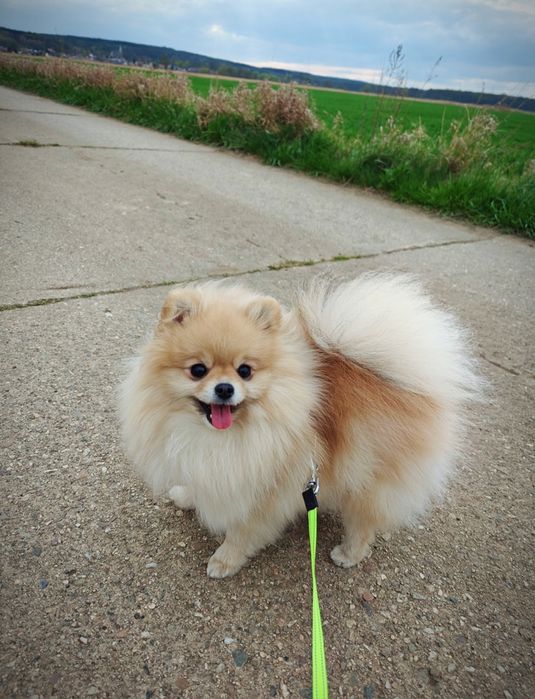 Szpic miniaturowy/Pomeranian BezoweLove ZKwP FCI