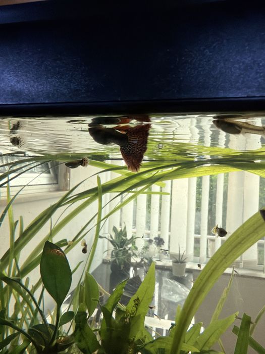 Casal Guppies Red Dragon Halfmoon: Linha Pura, Famalicão