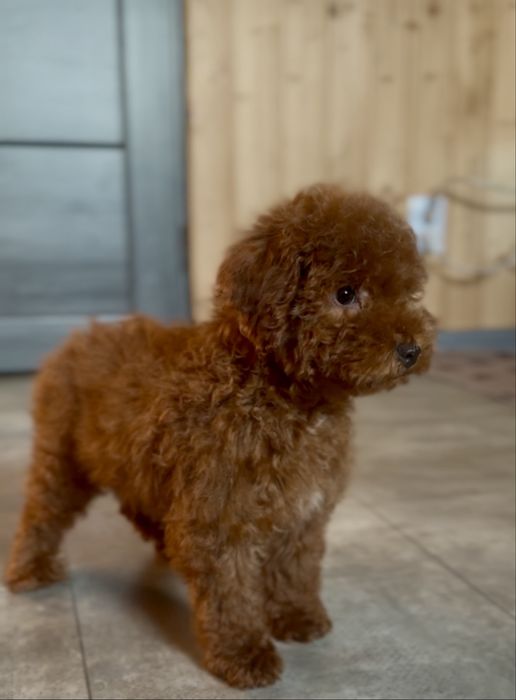 Редбраун той пудель хлопчики