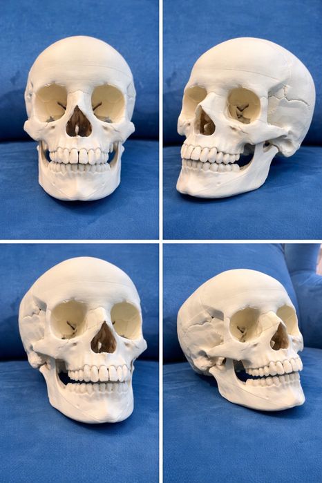 Model czaszki do nauki anatomii