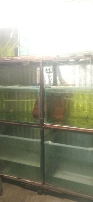 Акваріуми різних розмірів.