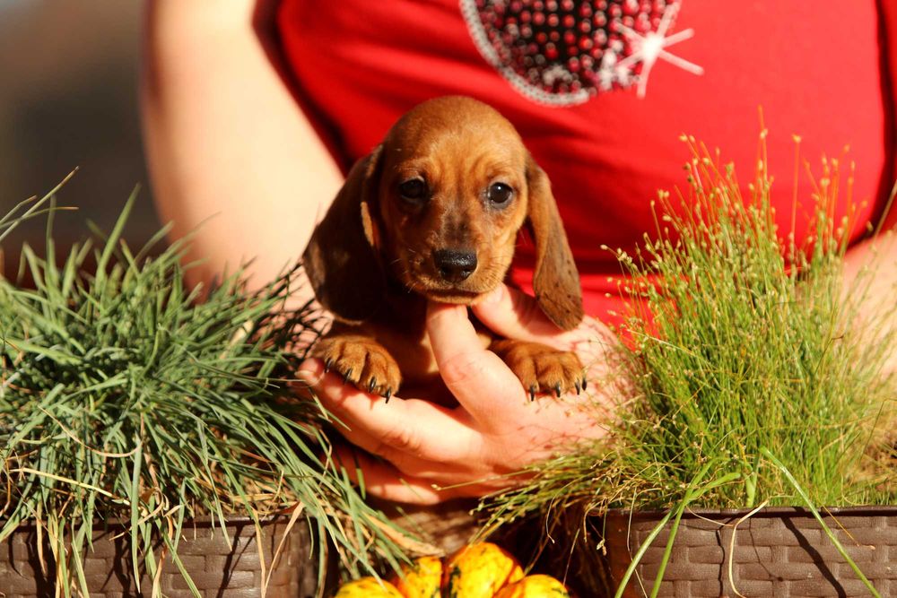 Jamnik króliczy krótkowłosy ZKwP/FCI cudny AMIGO