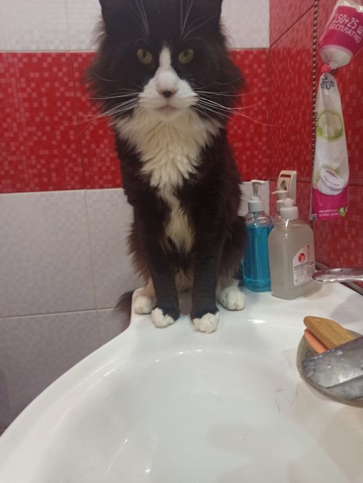 В'язка злучка (случка) кіт Мейн-Кун