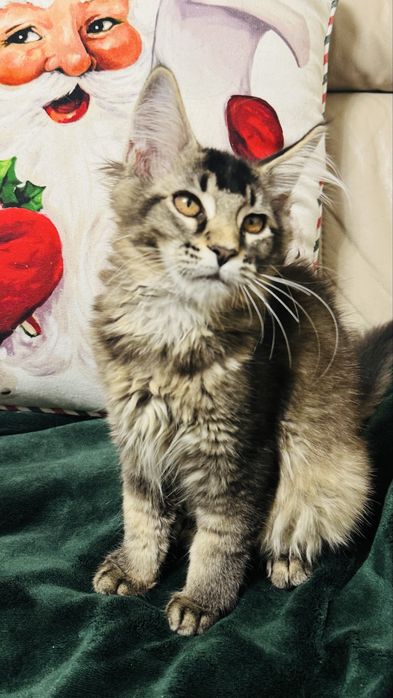 Kotka Maine Coon rodowód FPL/FIFA