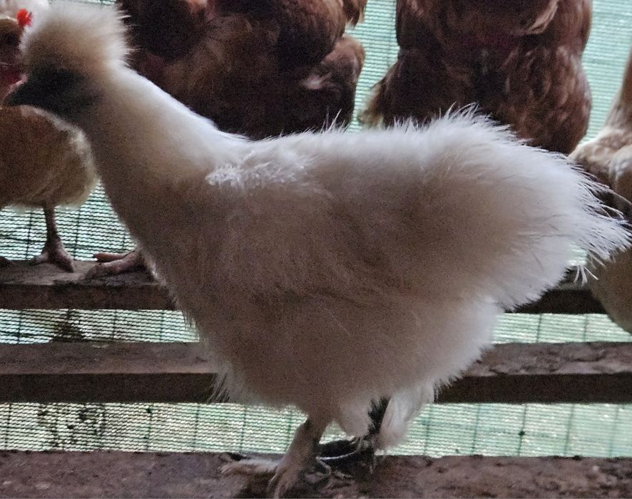 Casal de galinhas sedosa  branca  puras