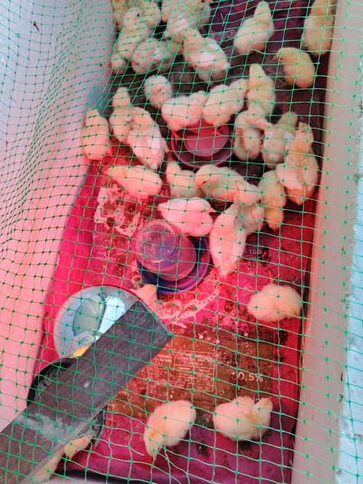 ДоДобові Бройлери КООБ-500