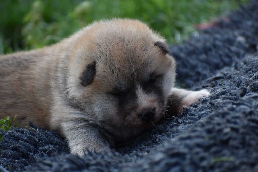 Akita Inu, Akita Japońska - FCI/ZKwP