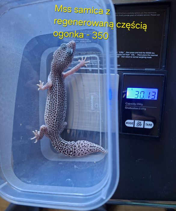Gekon, gekony lamparcie  eublefary