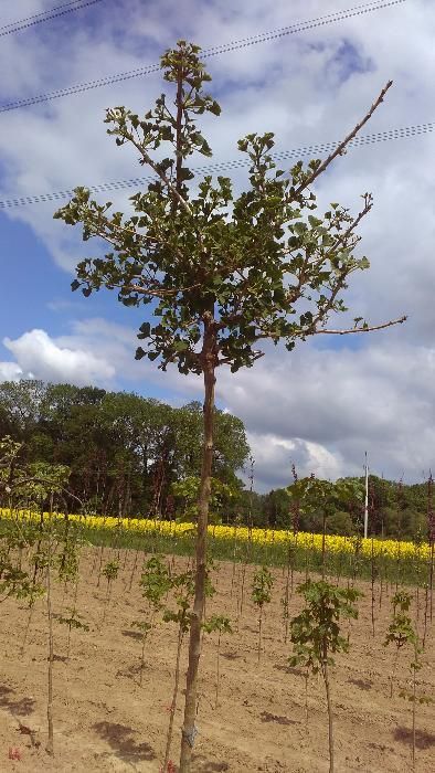 Miłorząb dwuklapowy Mariken