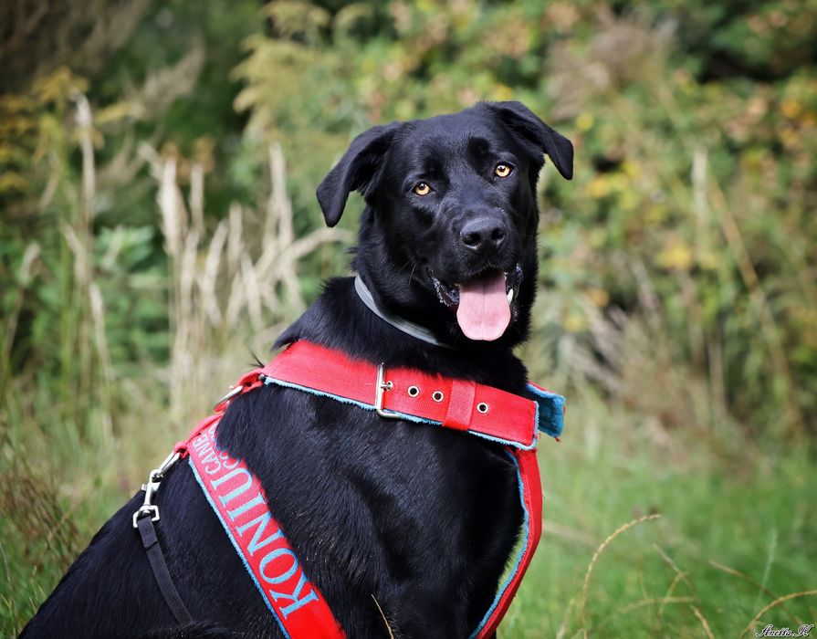 Cudowny Lucek w typie labradora do adopcji