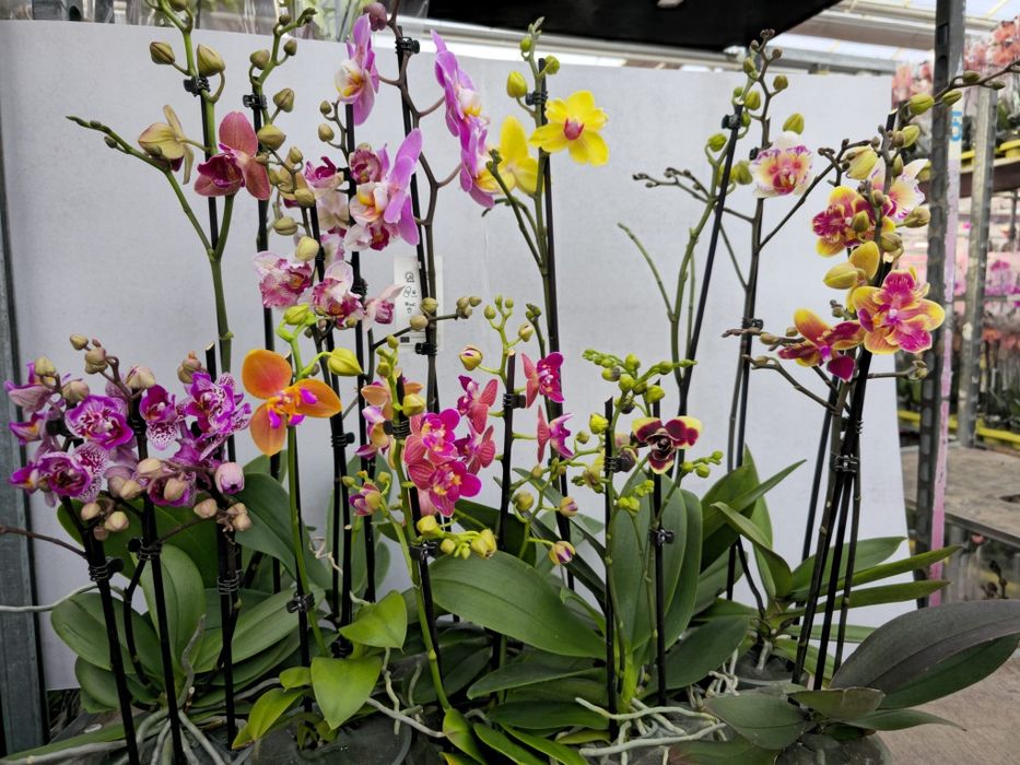 Орхідеї Оптом Сортові Орхидеи Мутанти Підлітки