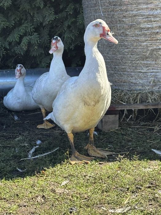 Kaczki sprzedam z tego roku