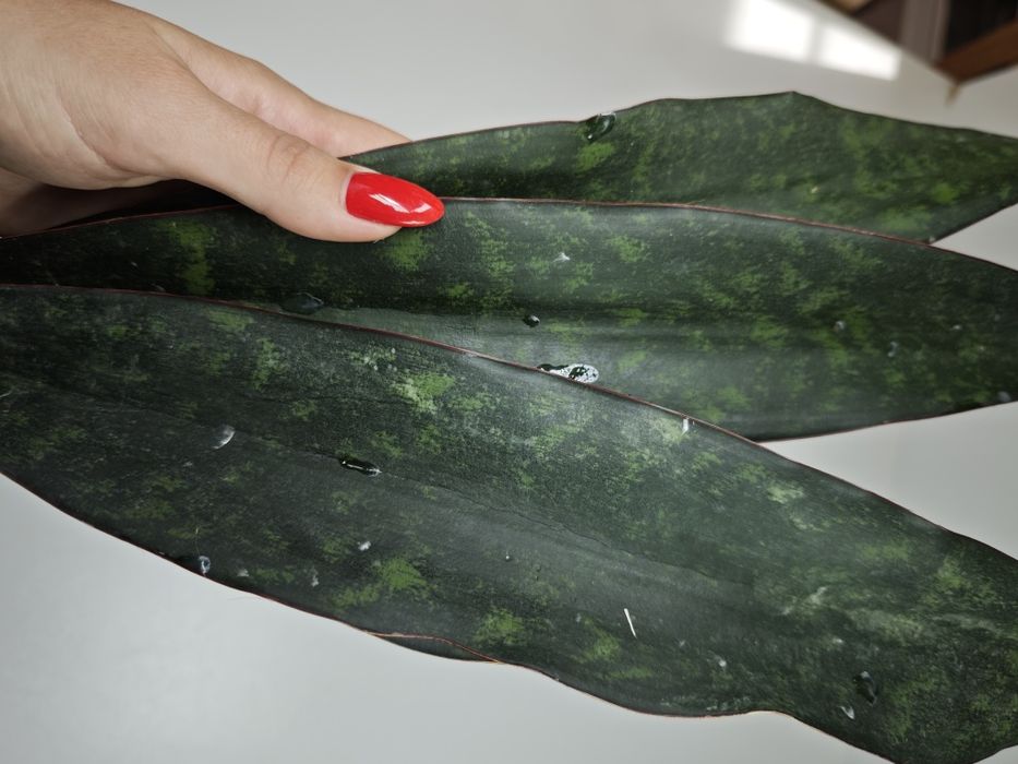 REZERWACJA Sansevieria Ngare Nanyuki