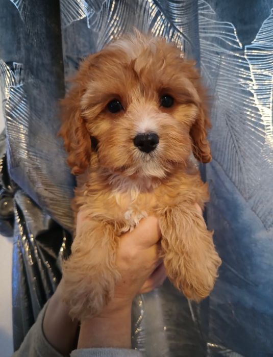 Cavapoo śliczna suczka