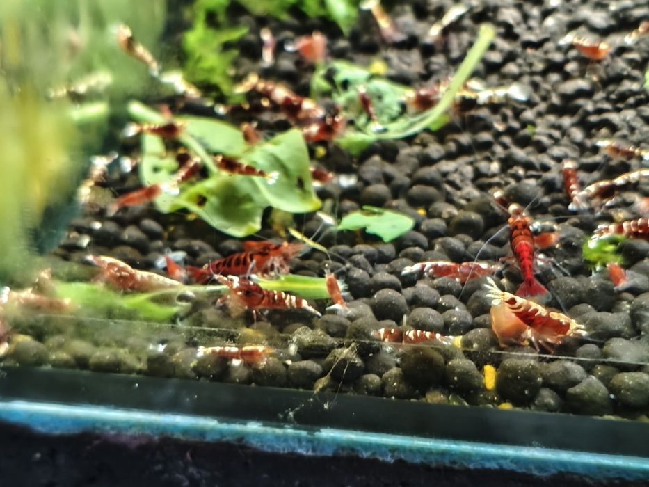 Krewetki Red Metallic - całe stado