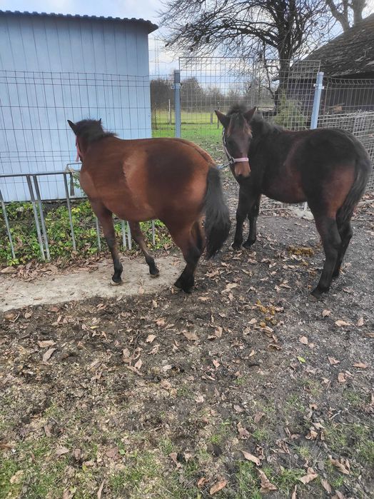 Ogierki huculskie,hucuły