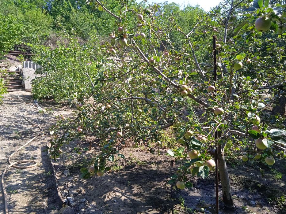 Продам дачу с.Привольное