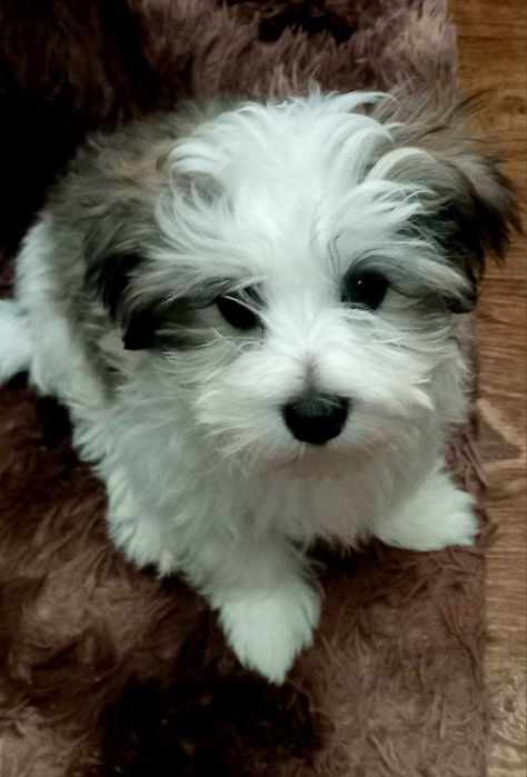 Щенки  болонки  мальчики  и девочки