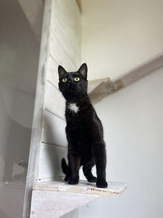 KLIMEK - dama w białym krawacie