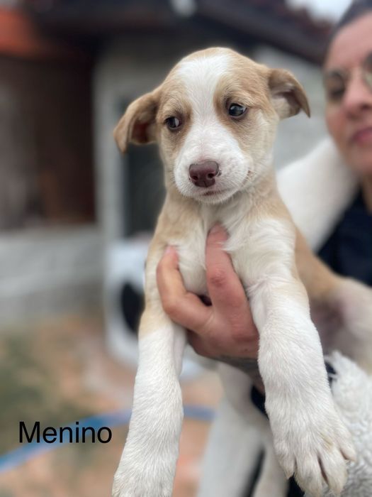 Bebés 2 meses para adoção responsável