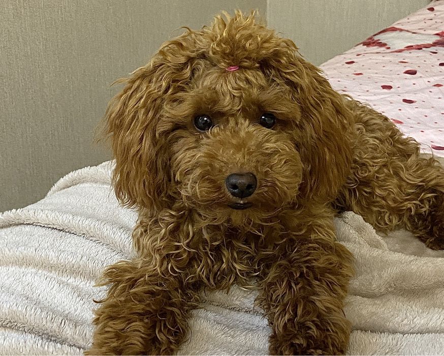 Вʼязка той-пудель