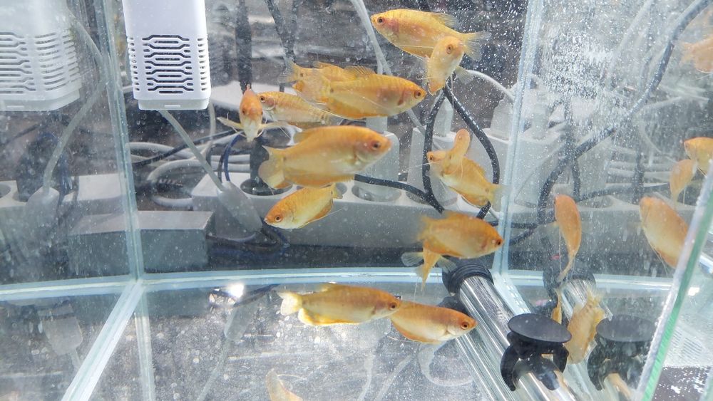 Gurami Dwuplay Złoty i Marmurkowy WYSYŁKA AKWAWIN