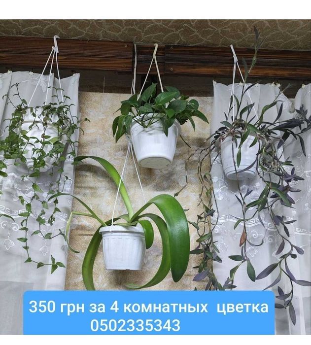 Фіалки та інші кімнатні рослини