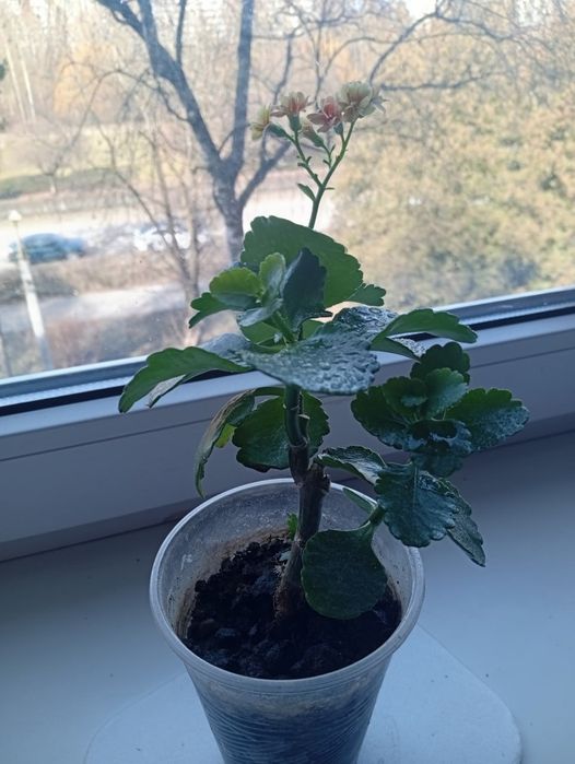 Каланхое Блоссфельда