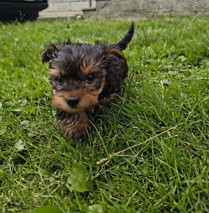 Suczka yorkshire terrier