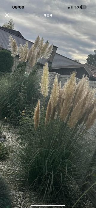 Trawa pampasowa kwiatostany