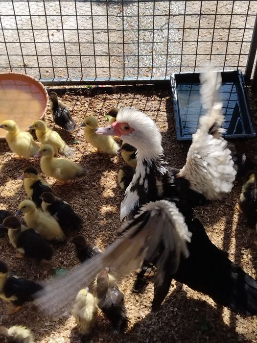 OVOS de pata Frescos Para chocadeiras...