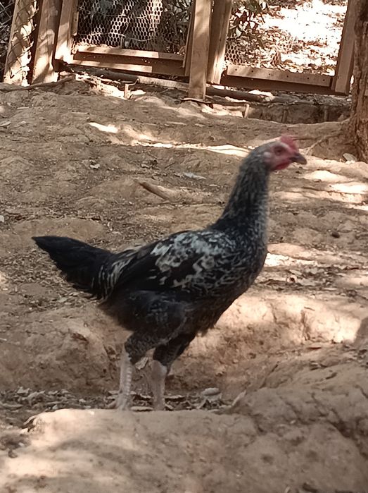 Frango de campo com 3 meses