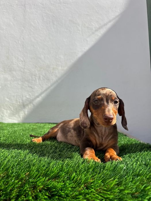 Daschund Kaninchen Arlequim Chocolate o mais pequeno de todos os Teckel