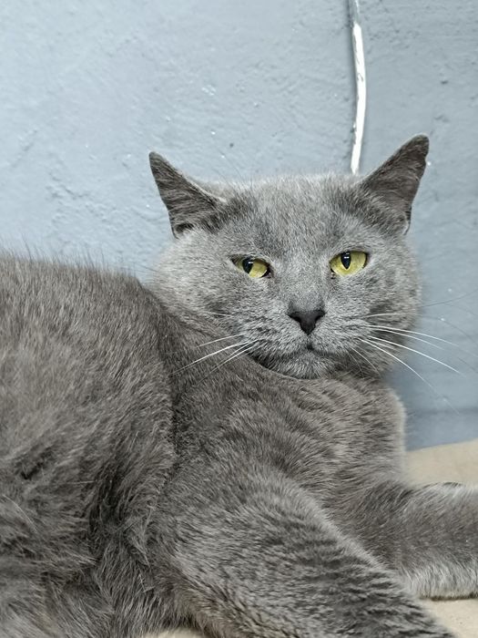 Метис британки бесплатно