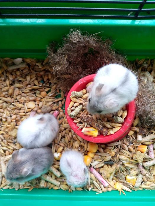 Хомячки Кременчуг