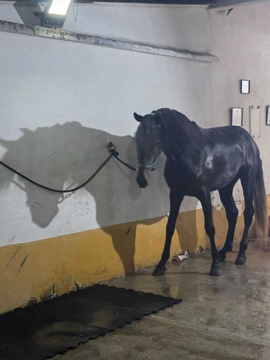 Cavalo Lusitano pronto para começar o desbaste
