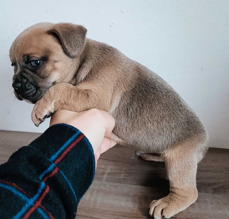 Bulldog francês blue faw