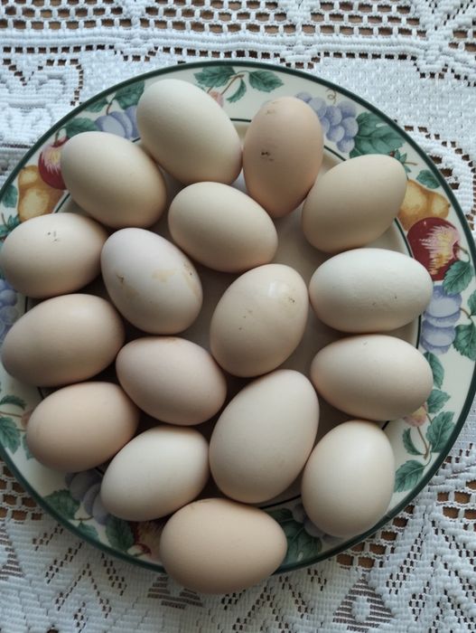 Ekologiczne jaka wiejskie